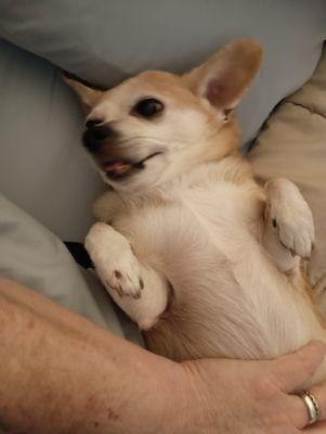 Advanced Veterinary Care