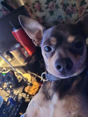 Skyline Veterinary Clinic