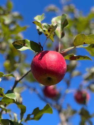 The Big Apple Orchard