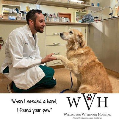 Wellington Veterinary Hospital