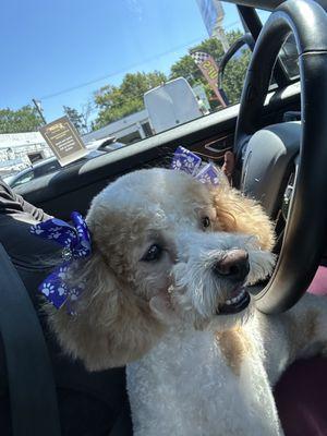 Julia always takes care of my Bella a tremendously amazing groomer. Julia Bond with the dogs build a relationship Bella is always happy