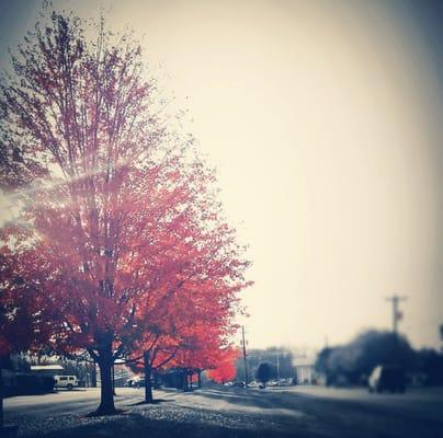 Took this photo outside of McCoy Brothers, Inc. in Fall. Very pretty