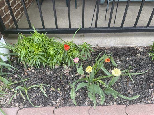 Tulip World