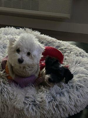 Colorado Legal Services