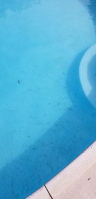 Pool guy is charging to clean the pool and not even doing his job