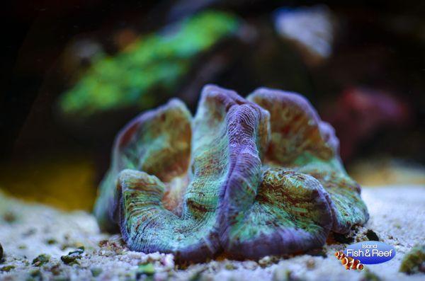 Trachyphyllia geoffroyi (formerly Wellsophyllia radiata), Manufacturing Firm, Hauppague Industrial Area