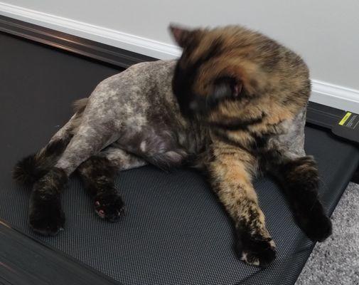 After her Groom (6.29.25)