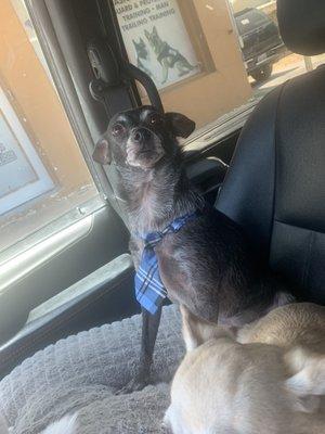 Viva K9 Dog Training Grooming and Boarding Center