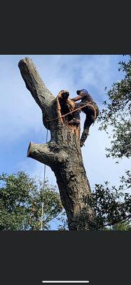 Big Tex Tree Service and Landscaping