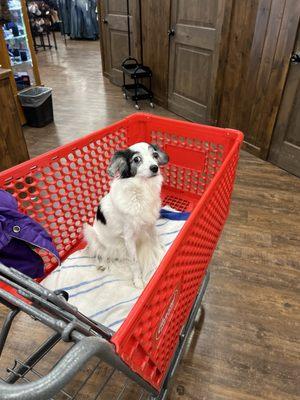 Wilco Farm Store- Corvallis