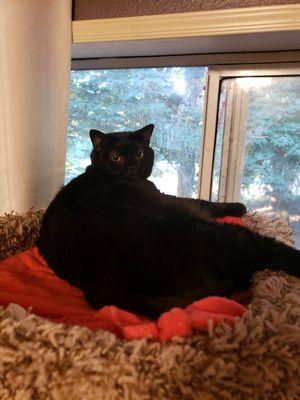 Rain are shine pet sitting service