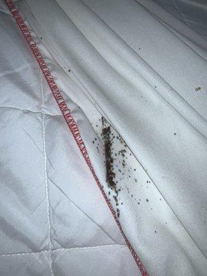 bed bugs