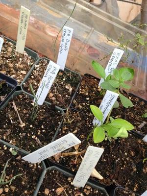 Gardens of the Ancients