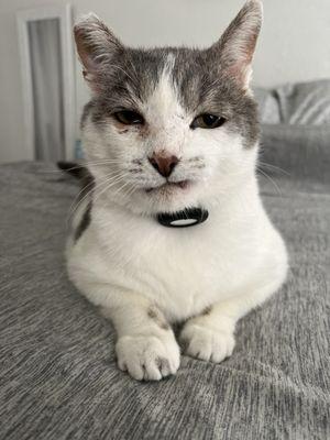 Shelter personnel kept me safe, fed and cared for before mommy adopted me. Follow me on iam_stevethecat on IG! Meow! Adopt!