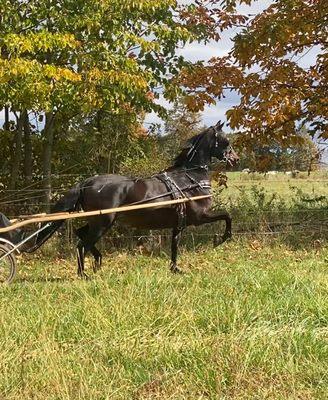 Affinity Stables