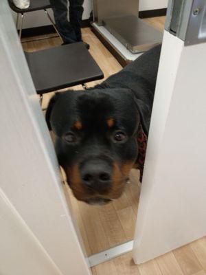 Alison Animal Hospital