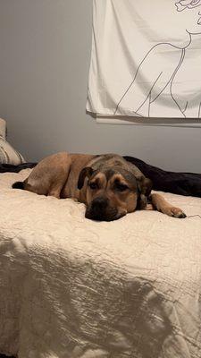 Stay & Play Pet Resort LLC