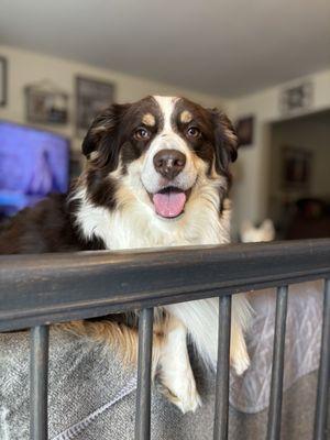 My sick boy feeling a lot better thanks to Loudoun Urgent Vet