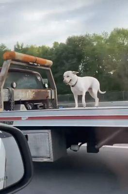 Jaws towing & Auto repairs