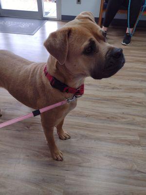 Access Veterinary Care