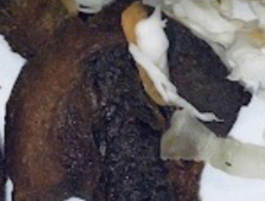 There was a bug in my food