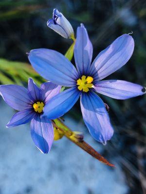 Sebastian Scrub Conservation Area