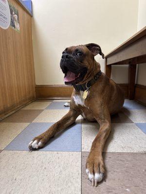 Companion Animal Hospital