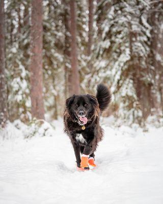 Your dogs will have the time of their lives!