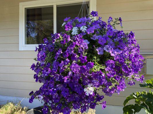 Bremerton City Nursery