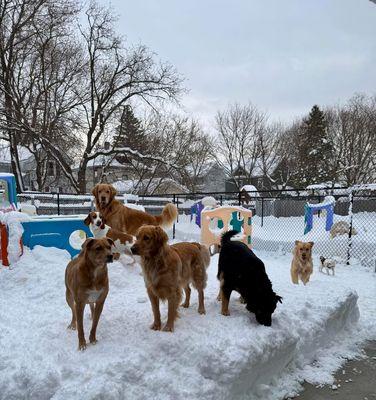 Karol’s Canine Cuts