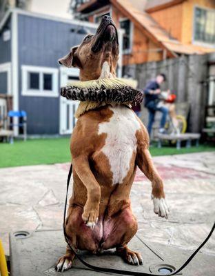 Francis Metcalf Dog Training