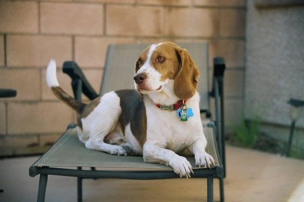 Safe Doggy Pet Sitting