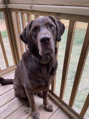 Dirty Dogs Spa and Boutique