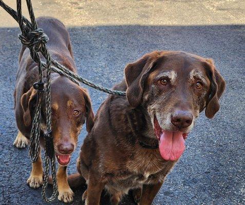 Long Grove Apple Festival