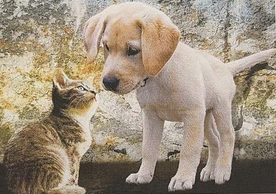 Ilysa’s Paws & Claws