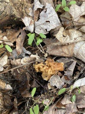 False morel, but it is a rich spot in terms of the trees that generate morel spots