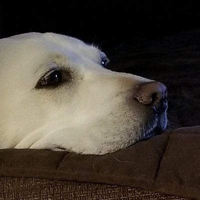 Sunrise Veterinary Clinic