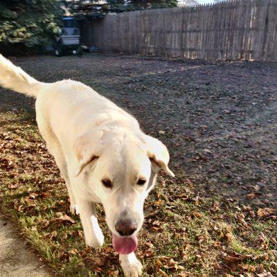 Happy Dog Kennels