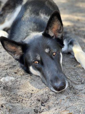 Fetch! Pet Care Columbia