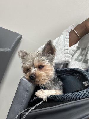 Flint River Animal Hospital