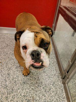 The Dog Stop - Richmond VA