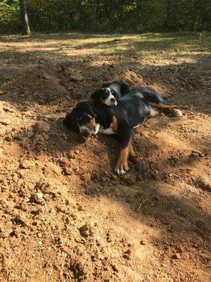 Ozark Hills Swissies