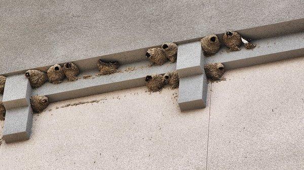 Swallows