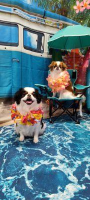 Hair of the Dog Groomers