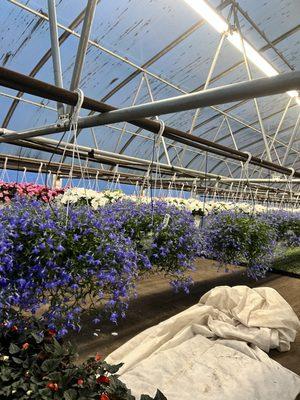 Tanzillo's Greenhouses