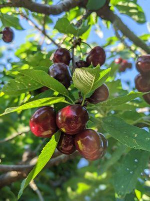 Freitas Cherry Ranch