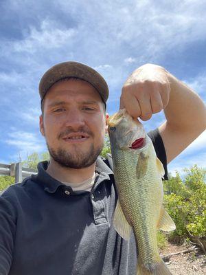 Phillips Tree Service