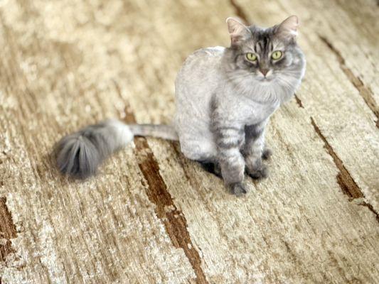 Mesquite Veterinary Hospital