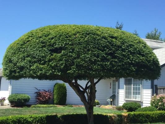 Pacific Tree Service