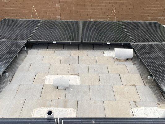 Pigeon Department Las Vegas